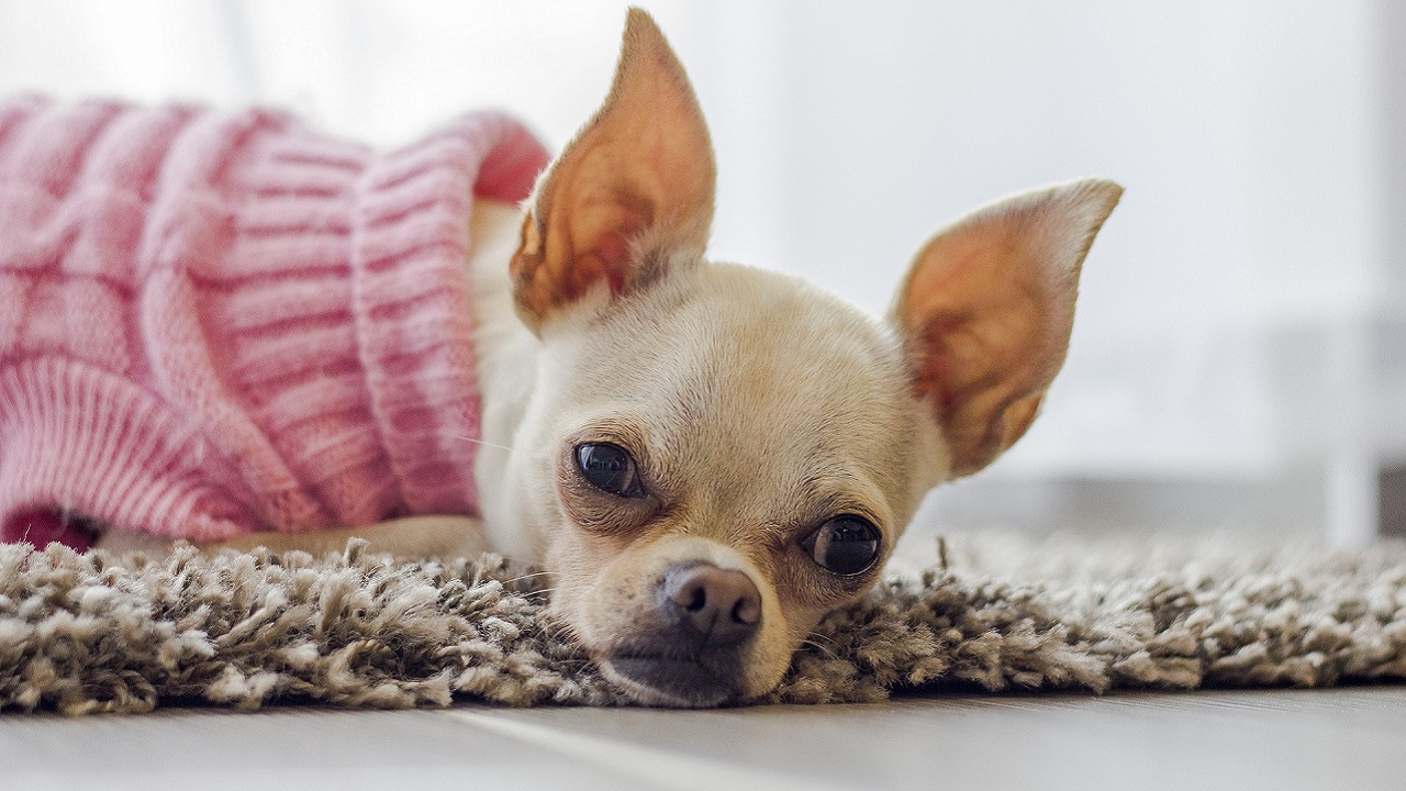 Chihuahua femmina
