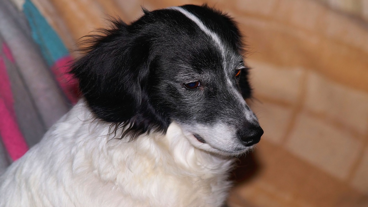 Cosa fare se il cane non mangia consigli Petsblog