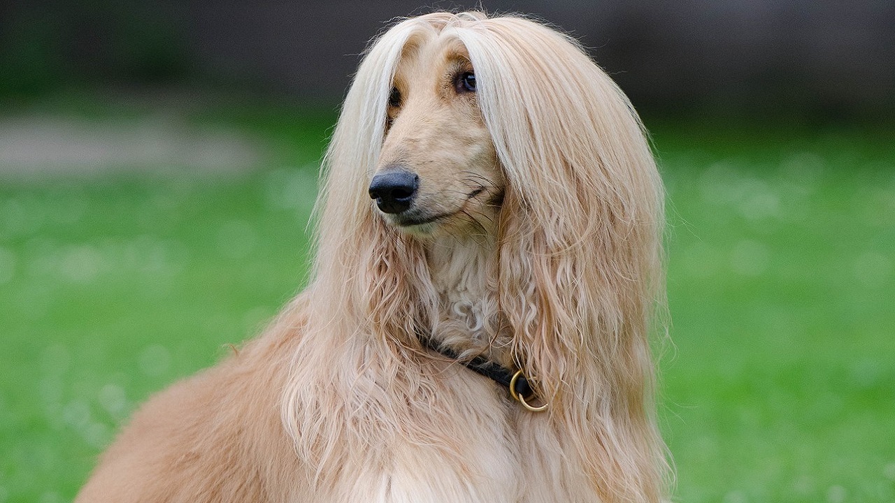 Cane che perde troppo pelo cosa fare e rimedi naturali Petsblog