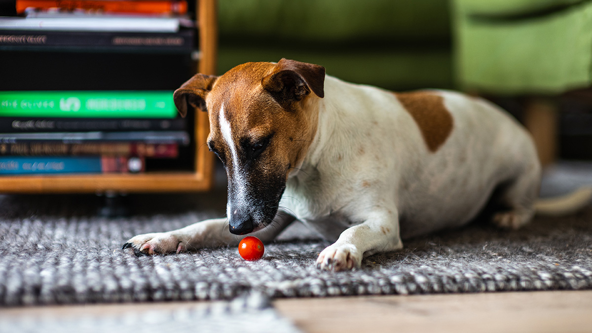 Il Pomodoro Cotto Fa Male Ai Cani