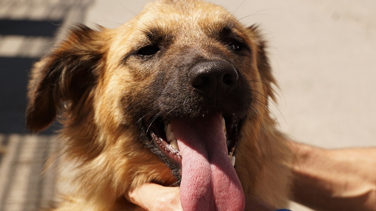 Cane con respiro affannoso cause e cosa fare Petsblog