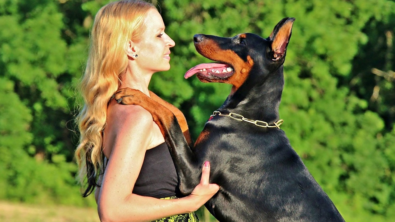 Dobermann salta
