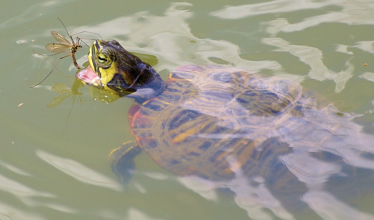cosa mangiano le tartarughe di acqua