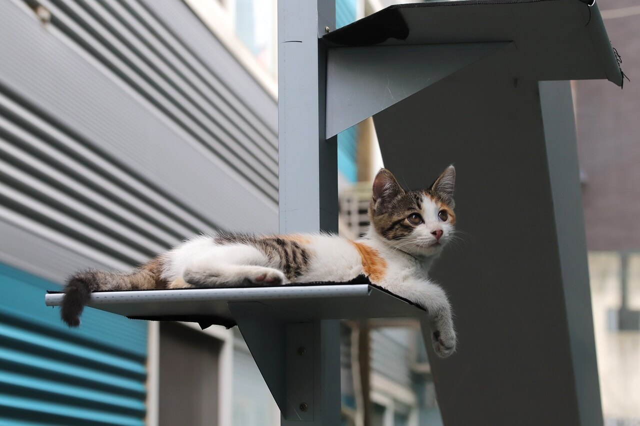 Come Abituare Un Gatto Randagio A Stare In Casa