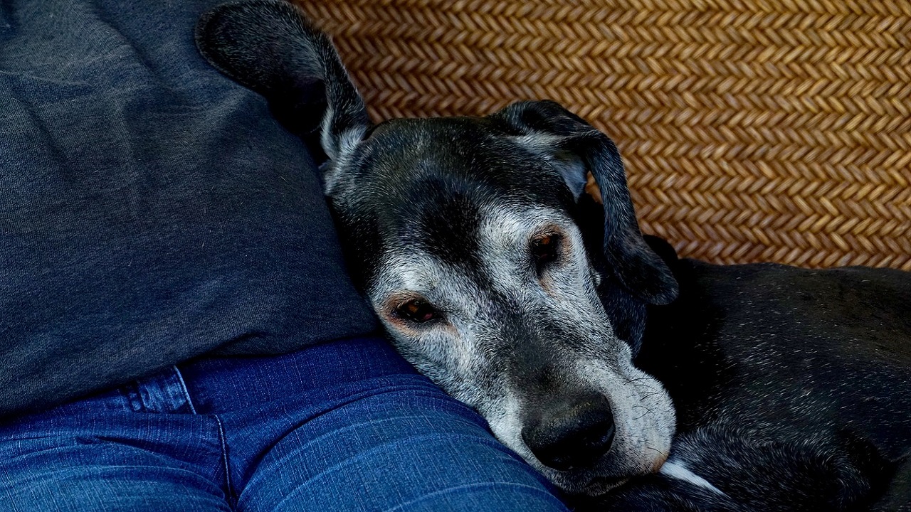 Cane anziano beve molto cause e cosa fare Petsblog Cane anziano beve molto cause e cosa fare Petsblog