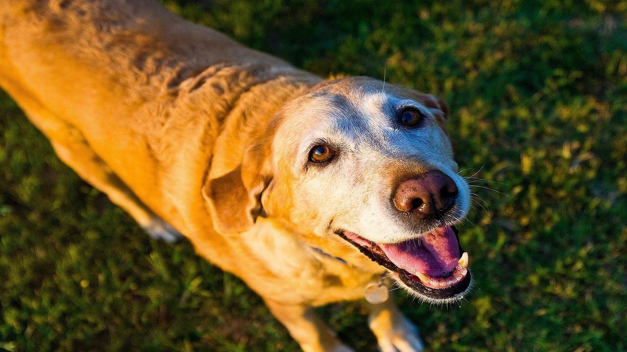 cane anziano cane anziano beve molto