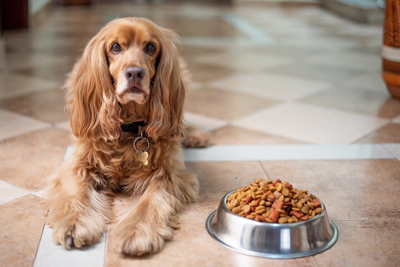 Perché il cane mangia poco in estate Petsblog