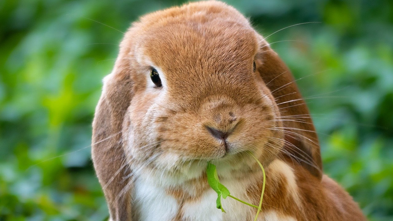 perché conigli perdono pelo in estate