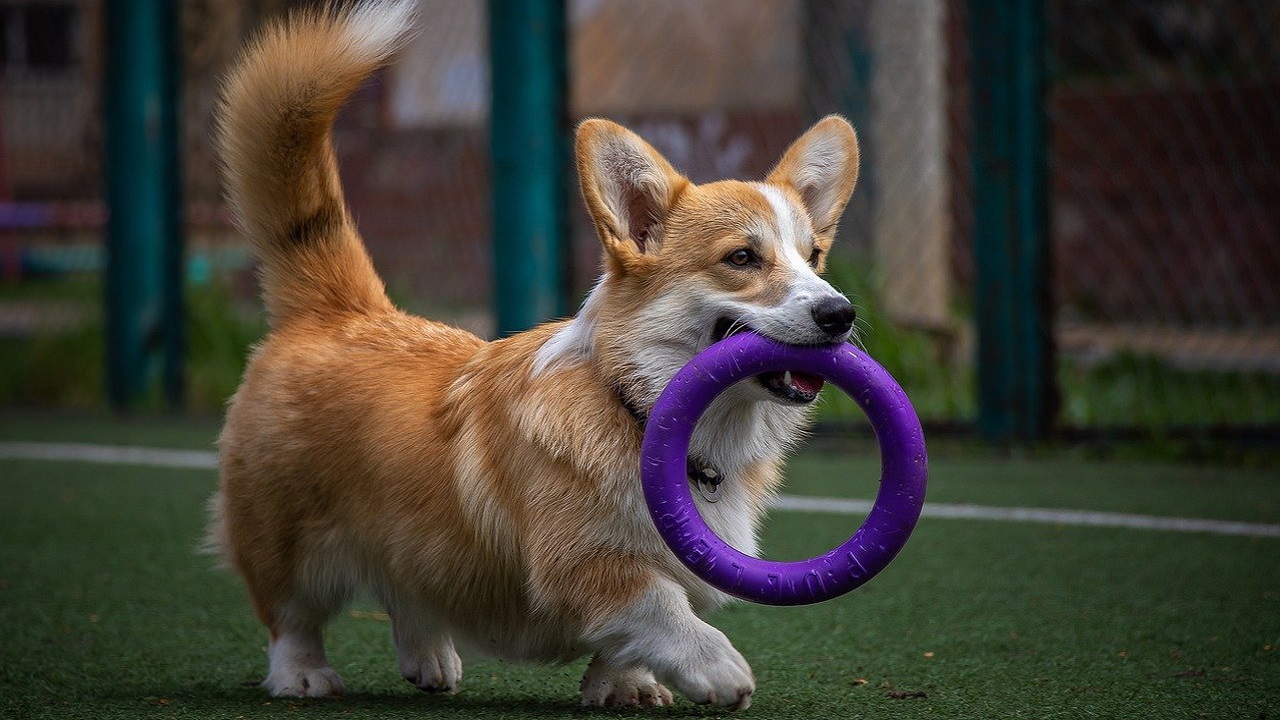 previcox cane corgi cane corgi