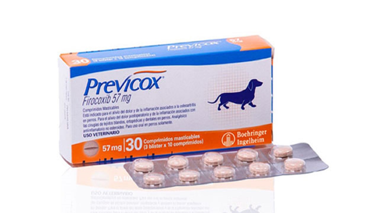 previcox cane corgi cane corgi