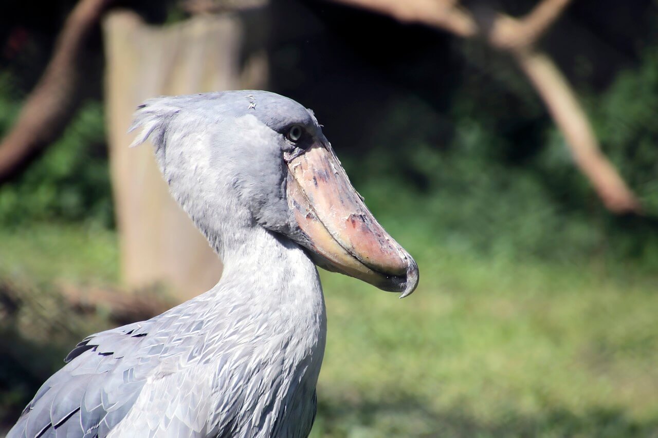 9 Esempi Di Uccelli Con Becco Lungo con Foto Petsblog 9 Esempi Di Uccelli Con Becco Lungo con Foto Petsblog