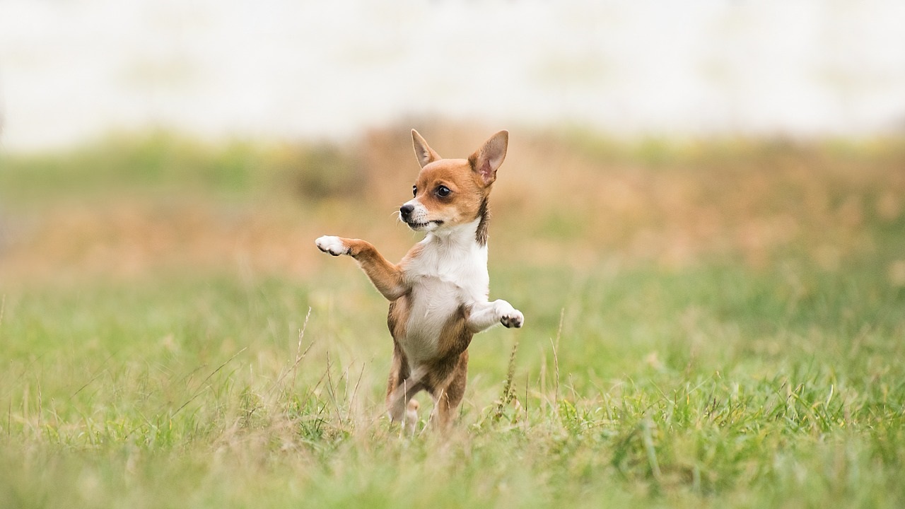 Cane mangia lucertola sintomi e cosa fare Petsblog