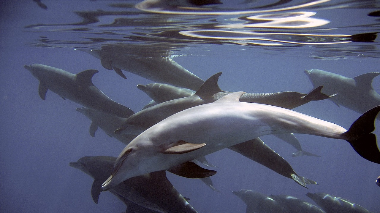 delfini curiosi