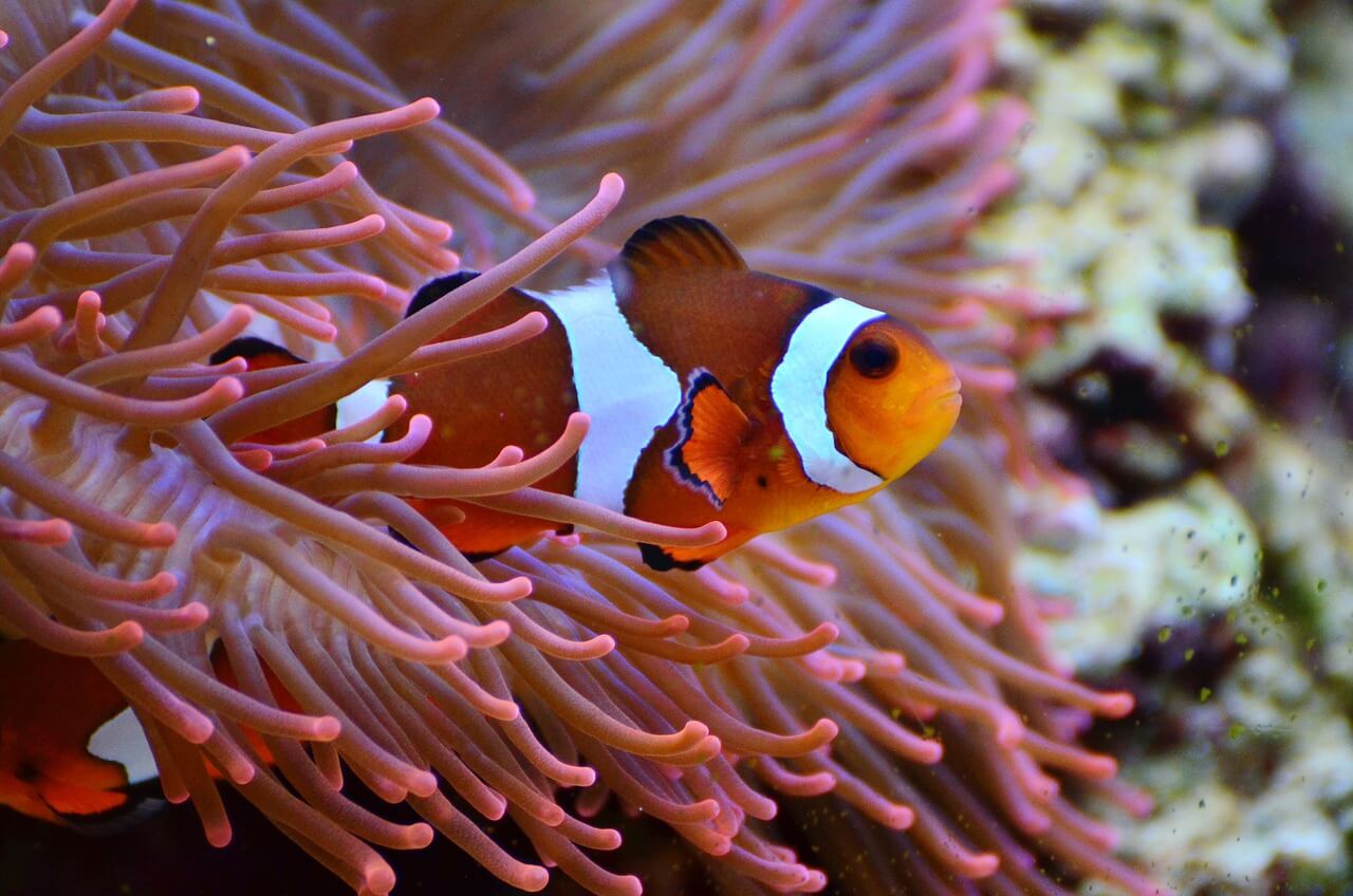 pesce pagliaccio con anemone