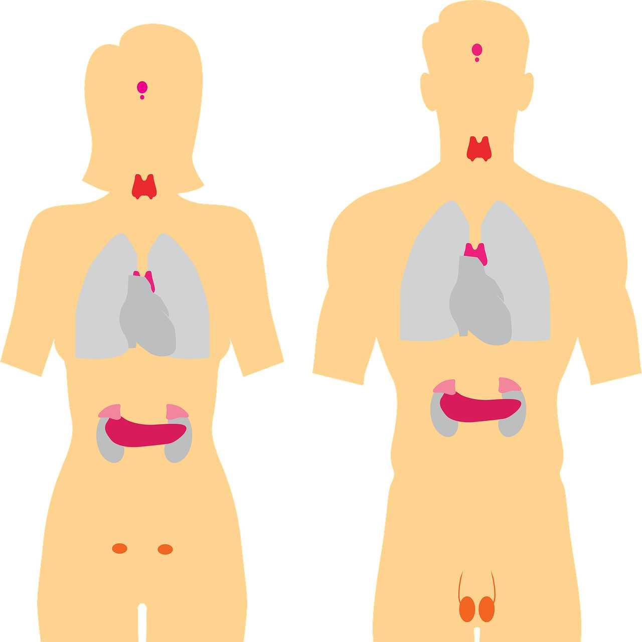 Ormoni tiroidei: valori, quali sono e cosa controllano