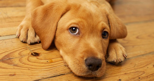 Cane disteso sul pavimento