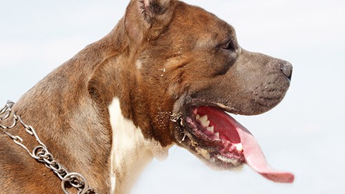 Pitbull