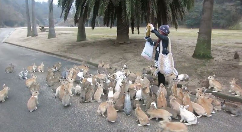 Conigli di Okunoshima