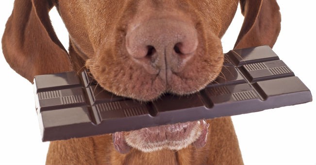 Cane e cioccolato