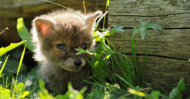 Cucciolo di volpe