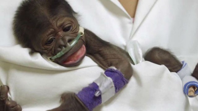 Baby gorilla
