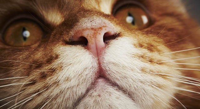 Pelo del gatto, primo piano