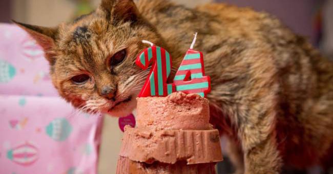 Poppy, gatto più vecchio del mondo