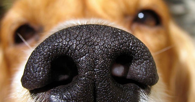 Olfatto del cane