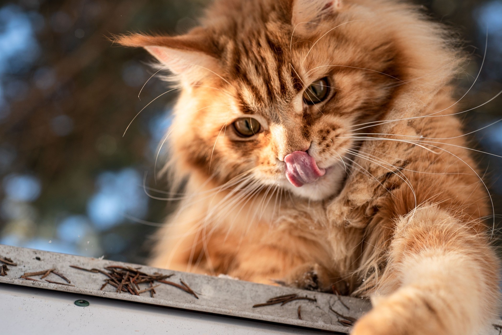 Gatto Maine Coon Prezzo Carattere E Storia GreenStyle