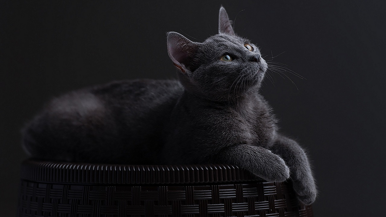 Parassiti intestinali gattini, Blu di Russia