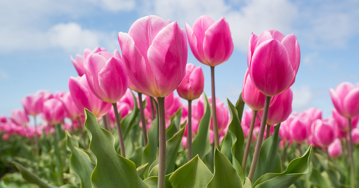 Tulipani, significato e colori