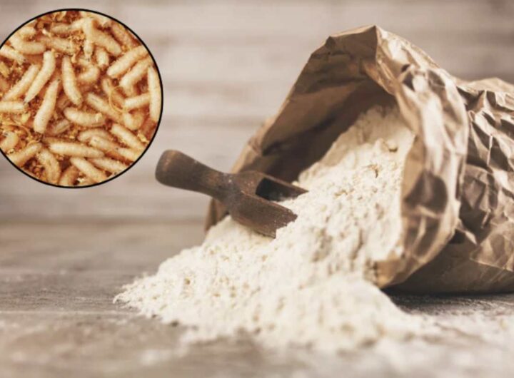 Con l’approvazione da parte del Ministero dell'Agricoltura in Italia,