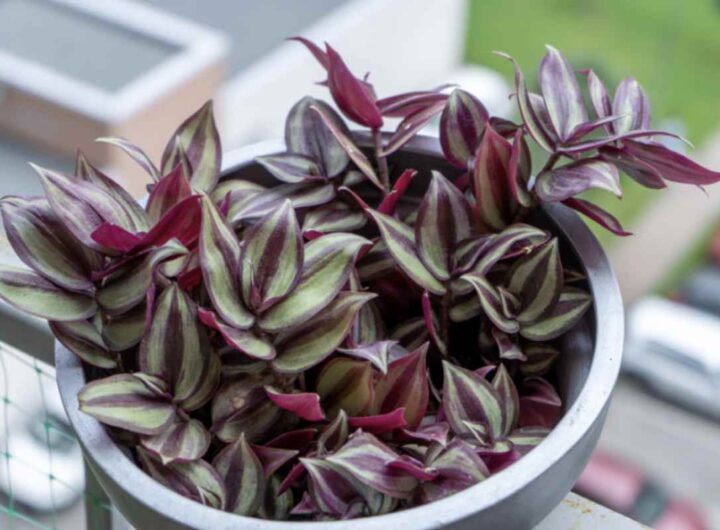 Non si tratta solo di una pianta ornamentale: la Tradescantia unisce estetica e funzionalità