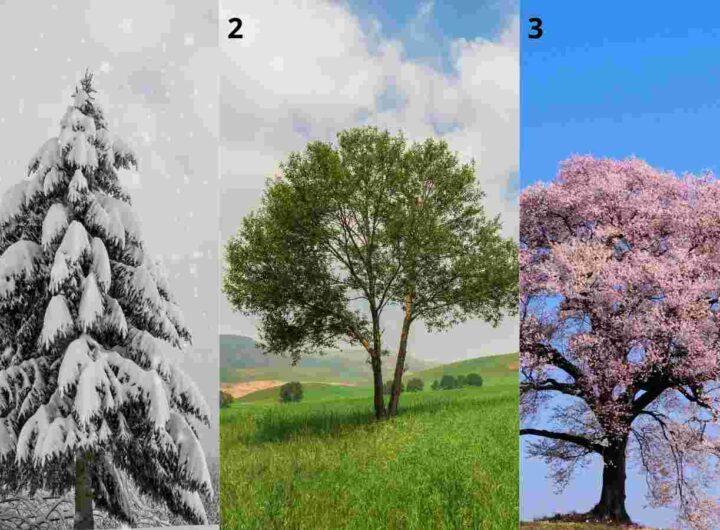 Test degli alberi sulla personalità