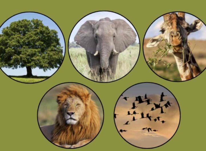 La vastità degli spazi naturali offre un effetto calmante sulla mente umana, radicandosi in un'idea ancestrale