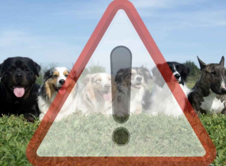 Questa razza, oggetto di discussione e controversie, è stata al centro di episodi drammatici che hanno sollevato interrogativi sulla sicurezza pubblica