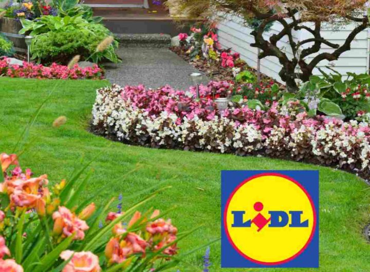 giardino lidl