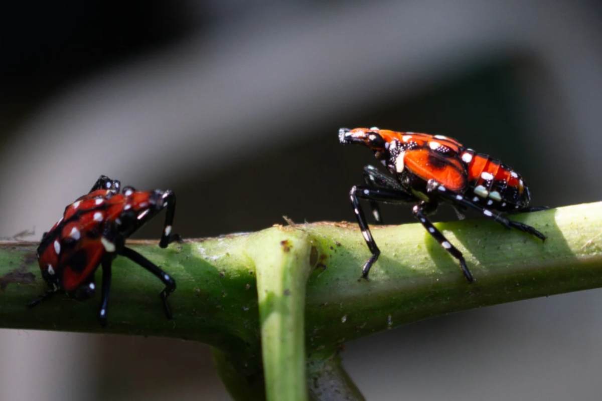 La lanterna maculata