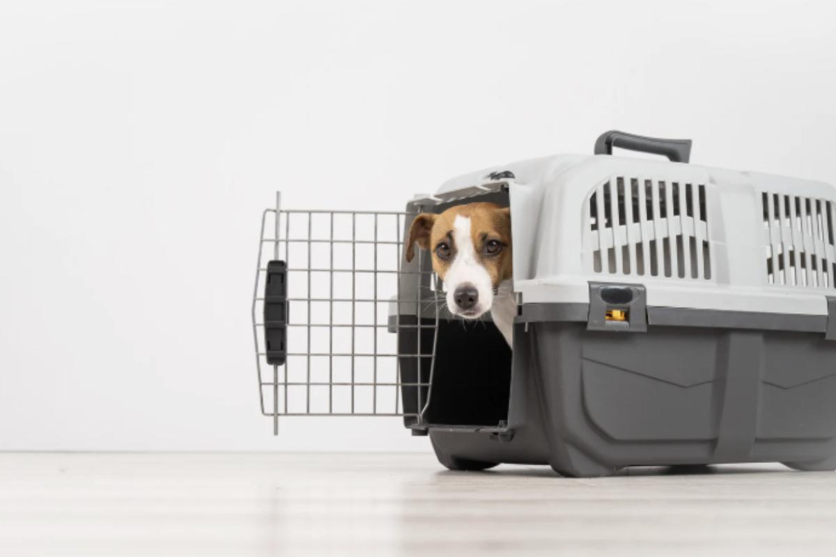 L’iniziativa “Cani Gratis” ha riscosso un vasto consenso tra i proprietari di animali domestici, che possono così viaggiare senza spese