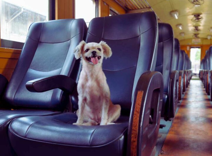 questa estate treni gratis per i pet di tutte le taglie