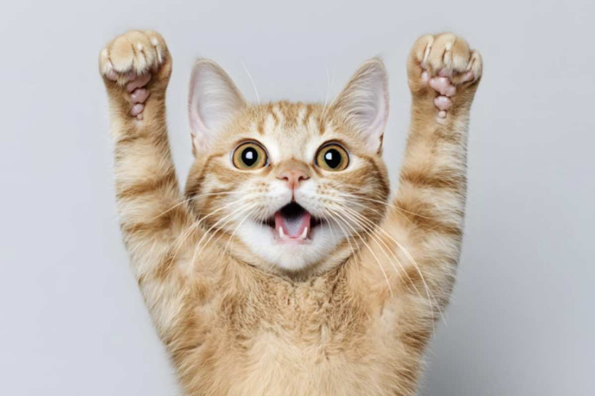 L’Asio otus, noto come gufo comune o gufo orecchiuto, è un rapace notturno diffuso in Europa, Asia e Nord America, abitante principalmente