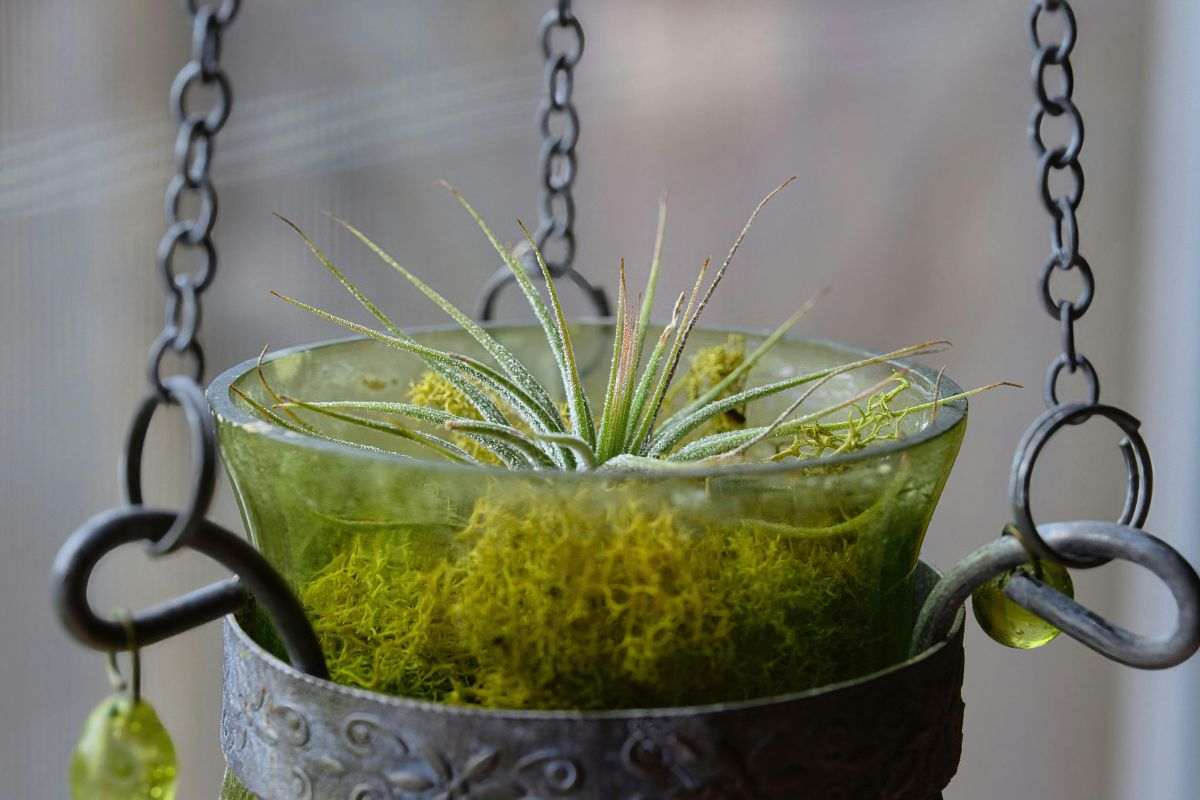 con questa pianta direte addio alla muffa in casa