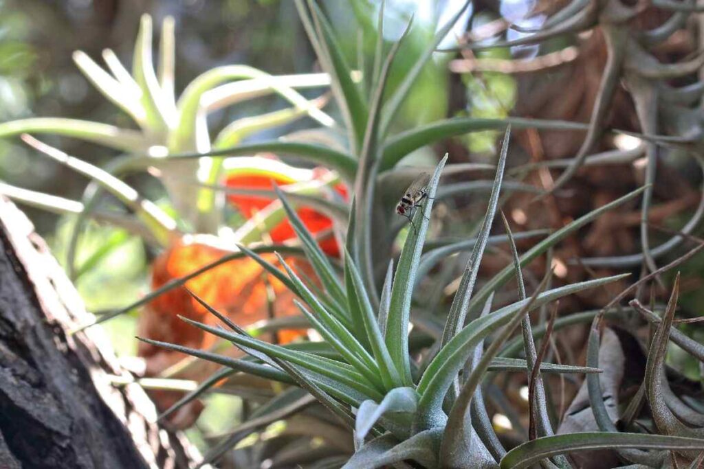 con questa pianta direte addio alla muffa in casa