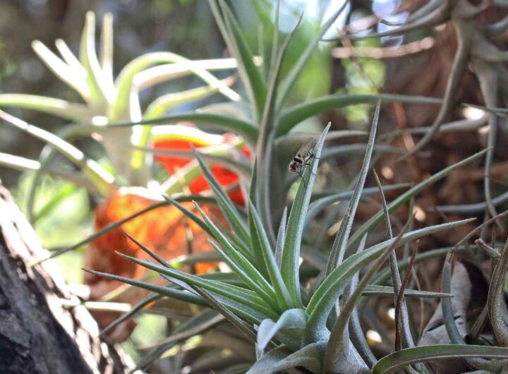 con questa pianta direte addio alla muffa in casa