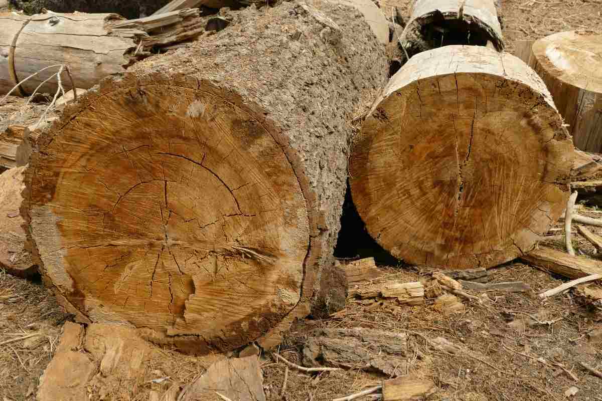 Cosa c'era dentro un albero