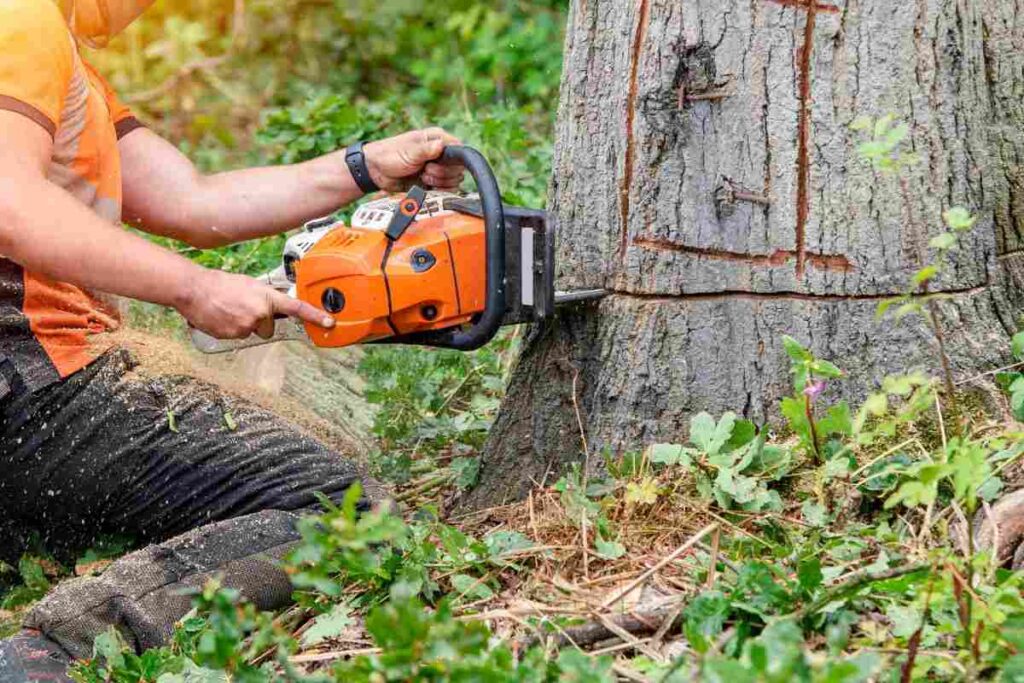 Cosa c'era dentro un albero