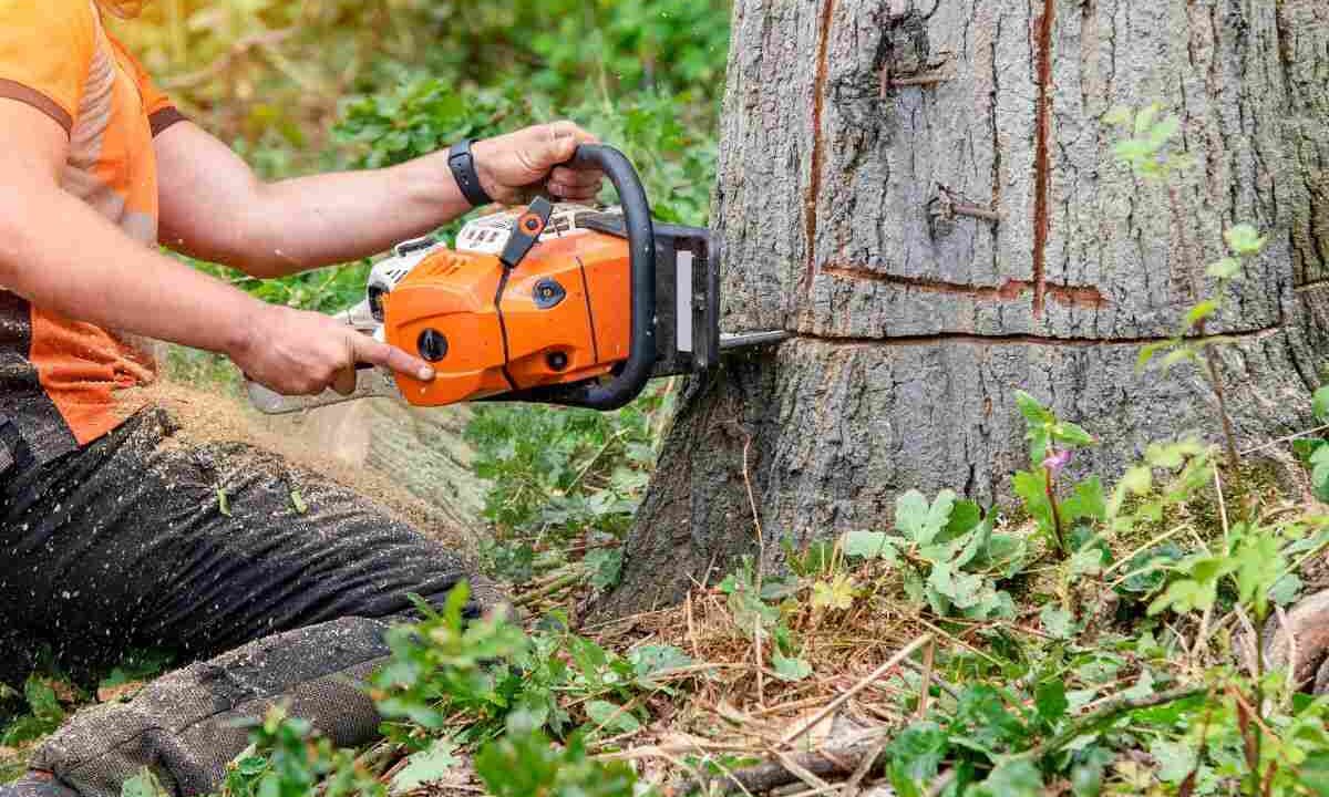 Cosa c'era dentro un albero