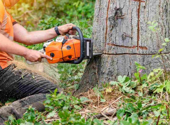 Cosa c'era dentro un albero