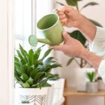 piante che sopravvivono anche con poca acqua