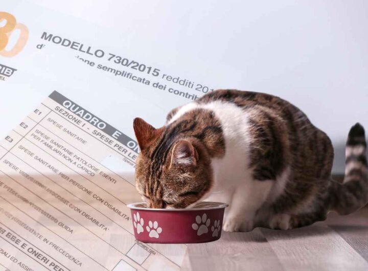 cibo cani gatti 730